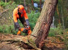 Reliable Blanco, TX Tree Removal and Landscaping Services Solutions